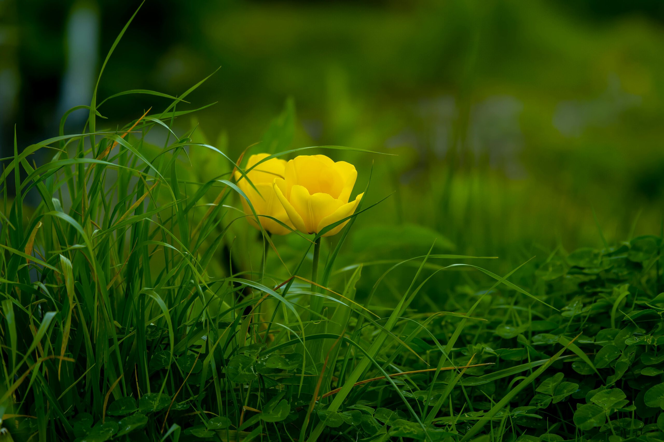 Groen en Geregeld - Lente post