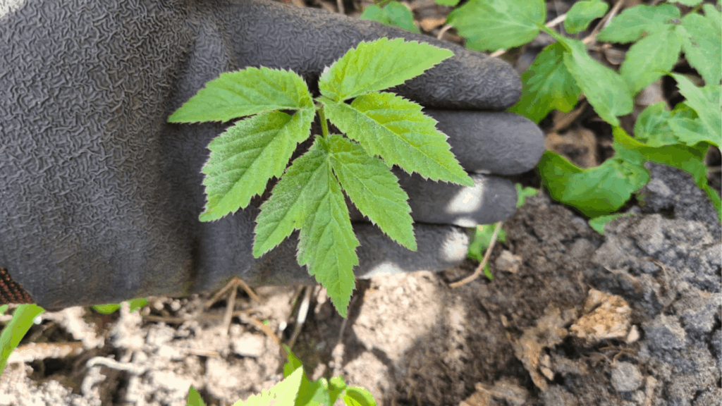 Groen en Geregeld zevenblad