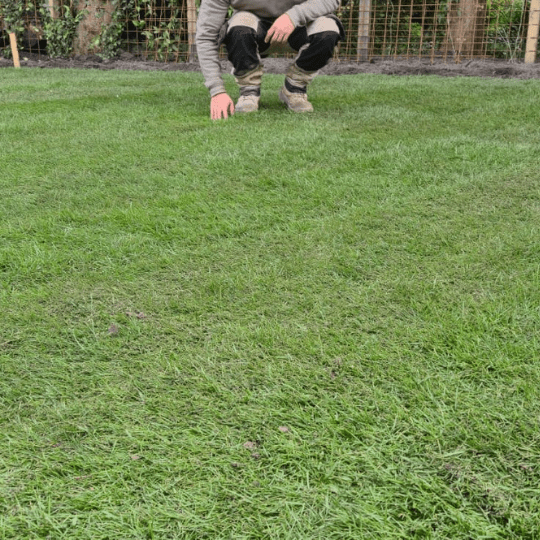 Groen en Geregeld Gras Schaduw