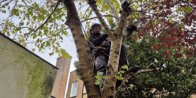 Boomverzorging 2 Groen en Geregeld