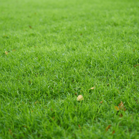 Groen en Geregeld Premium Graszoden