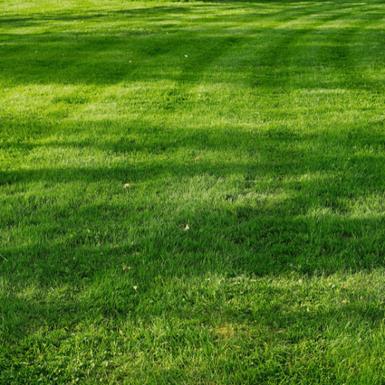 Groen en Geregeld Schaduw gras